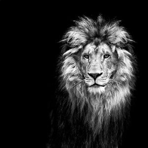 Meet your Posher, Xavier